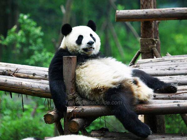 เที่ยวจีน เสฉวน เฉิงตู ฐานวิจัยการเพาะพันธุ์แพนด้ายักษ์เฉิงตู (Chengdu Research Base of Giant Panda Breeding)