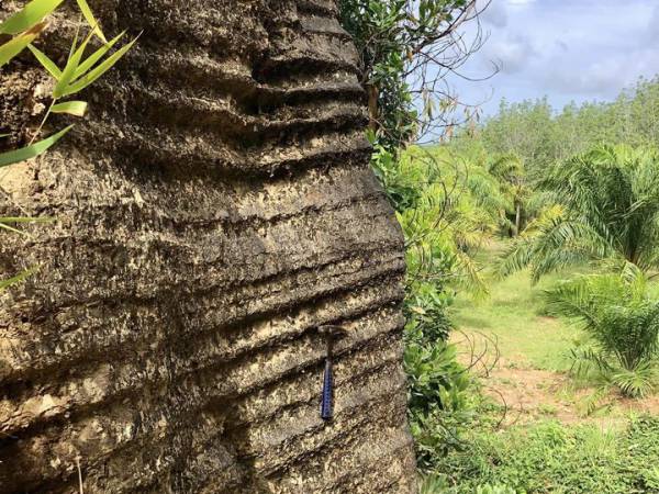 wickanet 005 หมวดหินป่าแก่หมวดหินด้านบนสุดของกลุ่มหินทุ่งสงยุคออร์โดวิเชียน