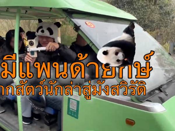 wickanet 009 มาเรียนรู้ว่า ทำไมหมีแพนด้ายักษ์ซึ่งกินพืชเป็นอาหาร