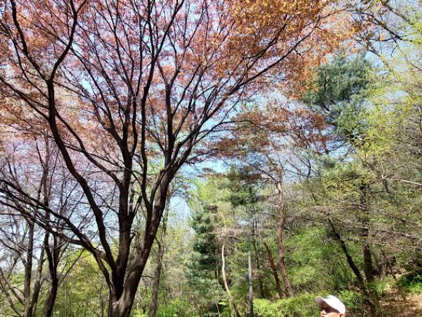 เที่ยวเกาหลีใต้ โซล ภูเขานัมซาน เส้นทางเดินป่า (namsan trail)