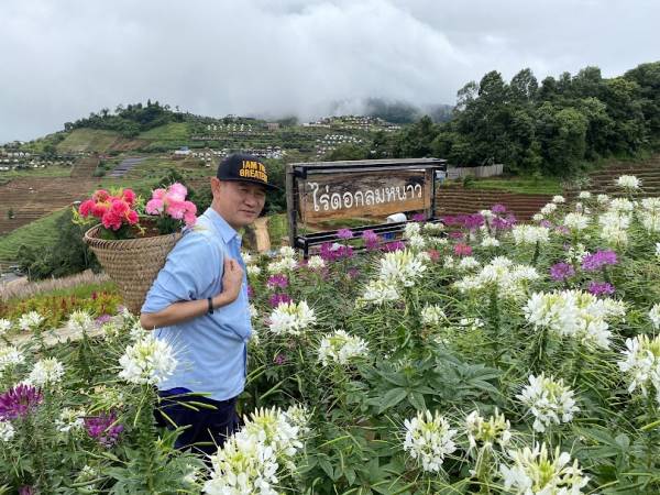 เที่ยวเชียงใหม่ แม่ริม ไร่ดอกลมหนาวและจุดชมวิว