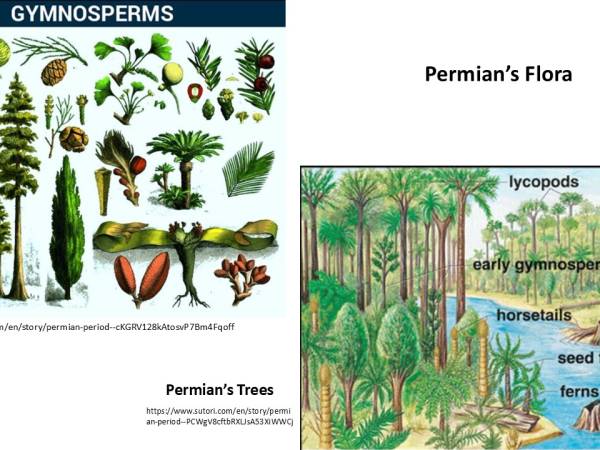 Waiyapot ep101 Flora and Fauna of the Permian Period พืช และสัตว์ ของ ยุค เพอร์เมียน